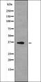 p38 antibody, orb338949, Biorbyt, Western Blot image 