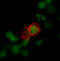 C-C Motif Chemokine Receptor 7 antibody, MAB3477, R&D Systems, Immunofluorescence image 