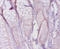 Collagen Type I Alpha 1 Chain antibody, A53639-100, Epigentek, Immunohistochemistry paraffin image 