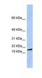 TAL BHLH Transcription Factor 2 antibody, orb329548, Biorbyt, Western Blot image 