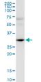 Hes Related Family BHLH Transcription Factor With YRPW Motif 2 antibody, H00023493-M02, Novus Biologicals, Western Blot image 