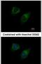 Diacylglycerol Kinase Gamma antibody, PA5-29298, Invitrogen Antibodies, Immunofluorescence image 