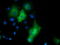 Histone Deacetylase 6 antibody, TA502082, Origene, Immunofluorescence image 