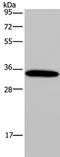 Aquaporin 4 antibody, TA323133, Origene, Western Blot image 