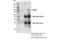 SATB Homeobox 2 antibody, 38192S, Cell Signaling Technology, Immunoprecipitation image 