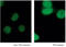 Acetylated-Lysine antibody, ADI-KAP-TF120-E, Enzo Life Sciences, Immunofluorescence image 