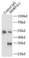 Mortality factor 4-like protein 1 antibody, FNab05273, FineTest, Immunoprecipitation image 