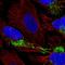 Coproporphyrinogen Oxidase antibody, HPA054448, Atlas Antibodies, Immunofluorescence image 