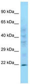 Peptidylprolyl Isomerase C antibody, TA335269, Origene, Western Blot image 
