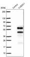 CUE Domain Containing 1 antibody, PA5-55201, Invitrogen Antibodies, Western Blot image 