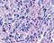 Purinergic Receptor P2Y11 antibody, NLS867, Novus Biologicals, Immunohistochemistry frozen image 