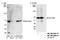 SNW Domain Containing 1 antibody, NB100-2368, Novus Biologicals, Western Blot image 
