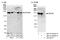 Pre-mRNA-splicing factor ATP-dependent RNA helicase PRP16 antibody, NB110-40583, Novus Biologicals, Western Blot image 