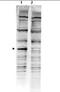 Parkin Coregulated antibody, orb86516, Biorbyt, Western Blot image 