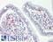 Phospholipid Scramblase 1 antibody, LS-B11532, Lifespan Biosciences, Immunohistochemistry frozen image 
