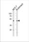 HNF-3-beta antibody, TA324463, Origene, Western Blot image 