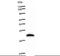HIRA antibody, LS-C342684, Lifespan Biosciences, Western Blot image 