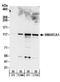 Helicase Like Transcription Factor antibody, A300-230A, Bethyl Labs, Western Blot image 