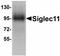 Sialic Acid Binding Ig Like Lectin 11 antibody, LS-C108509, Lifespan Biosciences, Western Blot image 