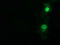 5'-Nucleotidase Domain Containing 1 antibody, TA501590, Origene, Immunofluorescence image 