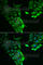 Hyaluronan Binding Protein 2 antibody, A6919, ABclonal Technology, Immunofluorescence image 