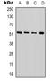alpha-Tubulin antibody, LS-C368771, Lifespan Biosciences, Western Blot image 