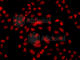 F-box/WD repeat-containing protein 11 antibody, A7784, ABclonal Technology, Immunofluorescence image 