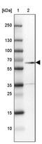 Vascular Endothelial Zinc Finger 1 antibody, PA5-55645, Invitrogen Antibodies, Western Blot image 