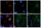 Rabbit IgG antibody, T-6391, Invitrogen Antibodies, Immunofluorescence image 
