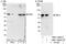 Far Upstream Element Binding Protein 3 antibody, NBP1-50044, Novus Biologicals, Immunoprecipitation image 