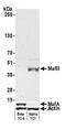 MAF BZIP Transcription Factor B antibody, A700-046, Bethyl Labs, Western Blot image 