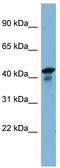 UEV And Lactate/Malate Dehyrogenase Domains antibody, TA344885, Origene, Western Blot image 
