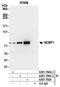 Nuclear Cap Binding Protein Subunit 1 antibody, A301-794A, Bethyl Labs, Immunoprecipitation image 