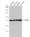Hspa1 antibody, NBP2-16896, Novus Biologicals, Western Blot image 