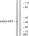 Aminoadipate-Semialdehyde Dehydrogenase-Phosphopantetheinyl Transferase antibody, LS-C120057, Lifespan Biosciences, Western Blot image 
