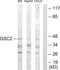 Goosecoid Homeobox 2 antibody, LS-C118674, Lifespan Biosciences, Western Blot image 