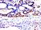 SAS-6 Centriolar Assembly Protein antibody, orb1371, Biorbyt, Immunohistochemistry paraffin image 