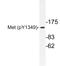 c-met antibody, LS-C178029, Lifespan Biosciences, Western Blot image 