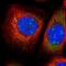 EXOSC9 antibody, NBP1-87369, Novus Biologicals, Immunofluorescence image 