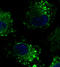 Calnexin antibody, LS-B9772, Lifespan Biosciences, Immunofluorescence image 