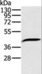 Decaprenyl Diphosphate Synthase Subunit 2 antibody, LS-C403419, Lifespan Biosciences, Western Blot image 