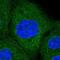 Ribophorin I antibody, PA5-65662, Invitrogen Antibodies, Immunofluorescence image 