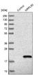 Mitochondrial Ribosomal Protein L50 antibody, NBP1-83651, Novus Biologicals, Western Blot image 
