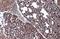 Wnt Family Member 9A antibody, GTX111855, GeneTex, Immunohistochemistry paraffin image 