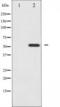 Hnf-4 antibody, TA325537, Origene, Western Blot image 