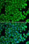 Heat shock protein beta-2 antibody, 18-616, ProSci, Immunofluorescence image 