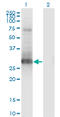 Paired Related Homeobox 1 antibody, LS-C197935, Lifespan Biosciences, Western Blot image 