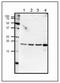 Calt antibody, GTX00891, GeneTex, Western Blot image 