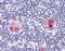 CD1 antibody, orb89337, Biorbyt, Immunohistochemistry paraffin image 