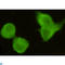 CREB Regulated Transcription Coactivator 1 antibody, LS-C813049, Lifespan Biosciences, Immunocytochemistry image 